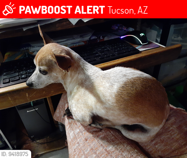Lost Male Dog last seen Maldonado elementary school, Tucson, AZ 85746