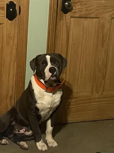 Lost Male Dog last seen Ben sanders and fish road Dalzell sc , Sumter County, SC 29040