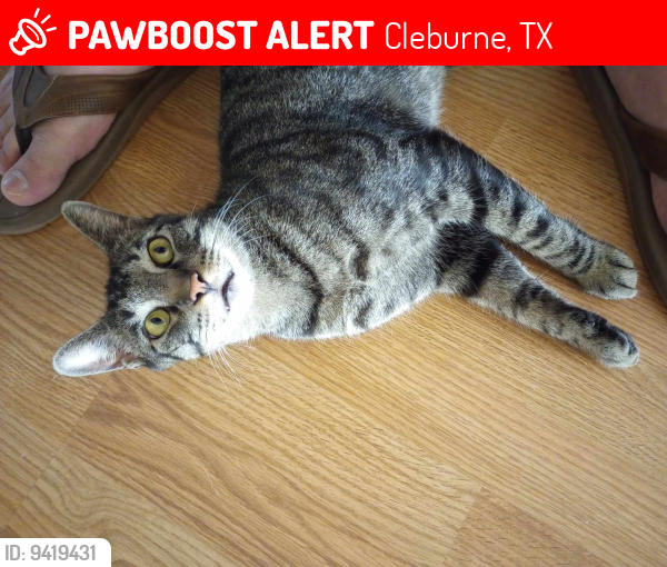 Lost Male Cat last seen Cooke elementary , Cleburne, TX 76033