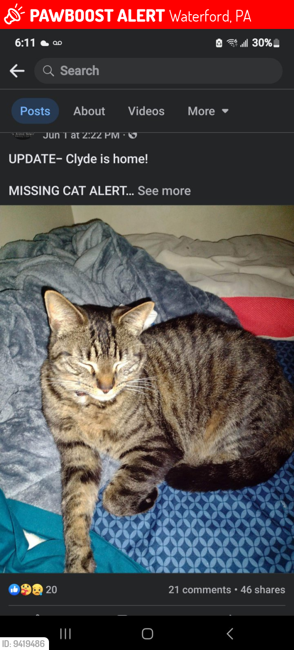 Lost Male Cat last seen Waterford pa , Waterford, PA 16441