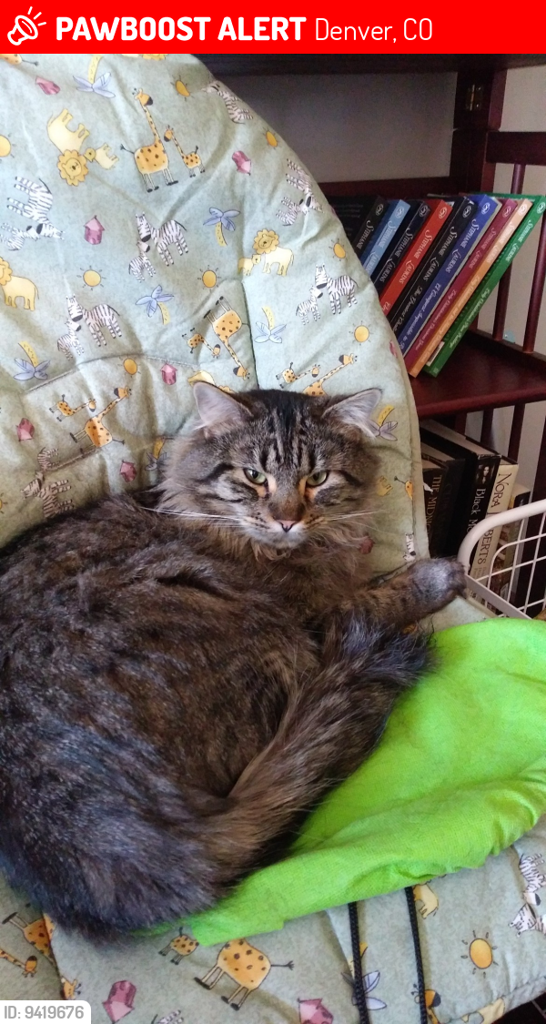 Lost Male Cat last seen 17th Ave and Quebec St., Denver, CO 80220
