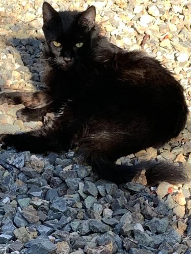 Lost Female Cat last seen Kayenta village. Sutava and Tuweep cross streets, Ivins, UT 84738