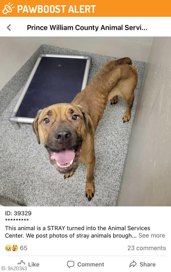 Found/Stray Unknown Dog last seen Located at Prince William County Shelter, Prince William County, VA 20136
