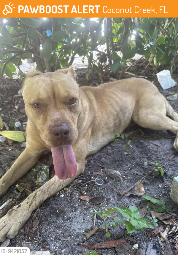 Coconut Creek, FL Stray Male Dog Found Near Near skylark ln, coconut