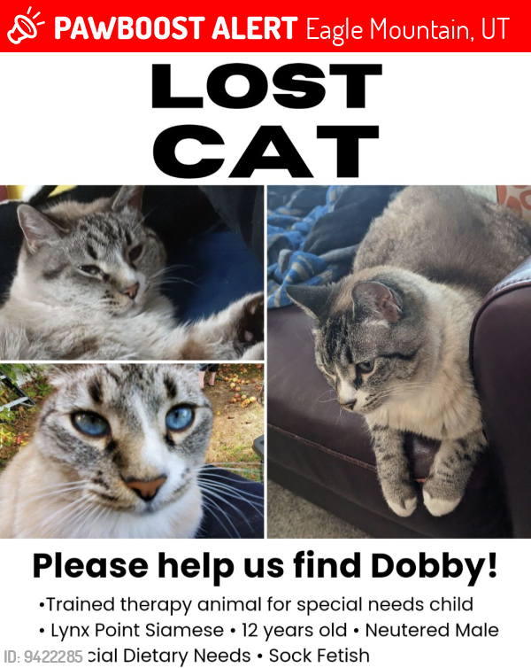 Lost Male Cat last seen Ranches Parkway, Eagle Mountain, UT 84043