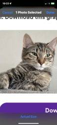 Reunited Female Cat last seen Erie st and armour st., Chicago, IL 60642