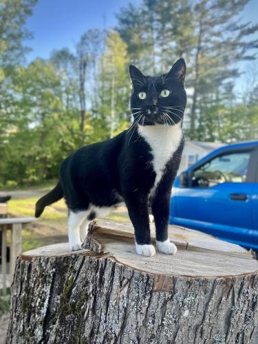 Lost Male Cat last seen McCusker Place, Claremont, NH 03743