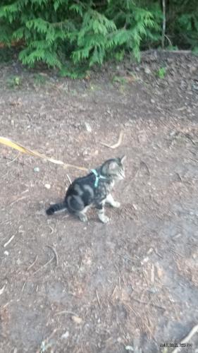 Lost Male Cat last seen Washington Ave union, Lakewood, WA 98498
