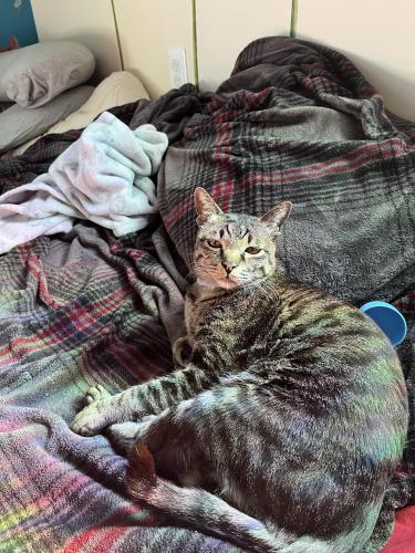 Lost Male Cat last seen Cypress Ave and 2nd Ave, Richmond, VA 23222