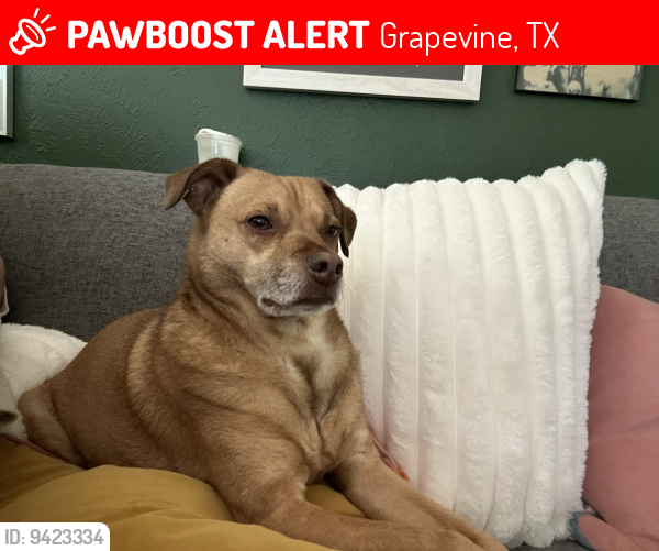Lost Male Dog last seen Wildwood Creek apmts, Grapevine, TX 76051