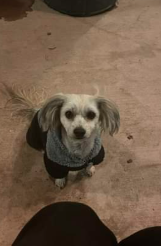 Lost Male Dog last seen MOTEL 6 ON 2ND ST, Odessa, TX 79761