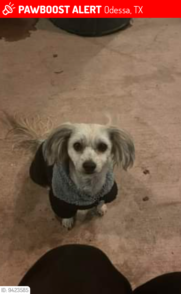Lost Male Dog last seen MOTEL 6 ON 2ND ST, Odessa, TX 79761