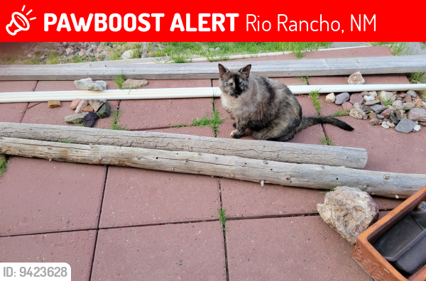 Lost Female Cat last seen Coventry Hills Dr NE, Rio Rancho , Rio Rancho, NM 87144