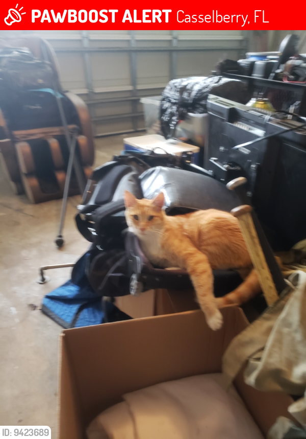 Lost Male Cat last seen Wren and Swallow  Sterling Park Unit 4 Deer Run , Casselberry, FL 32707