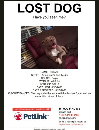 Lost Female Dog last seen la rue , Lehigh Acres, FL 33905