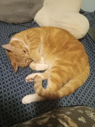 Lost Male Cat last seen North Brandywine Ave 12308, Plymouth Ave, Stanford St, Schenectady, NY 12345