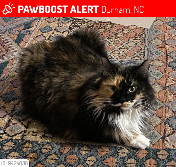 Lost Female Cat last seen Near Five Oaks off Farrington Rd., Durham, NC 27707
