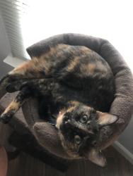 Lost Female Cat last seen Turner street and Reed street, Roanoke, TX 76262