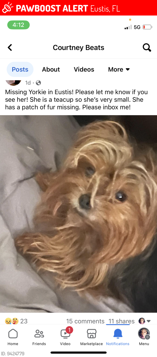 Eustis, FL Lost Female Dog, Princess Is Missing PawBoost
