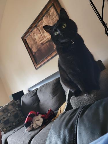 Lost Male Cat last seen Orchard green , Columbia, MD 21045