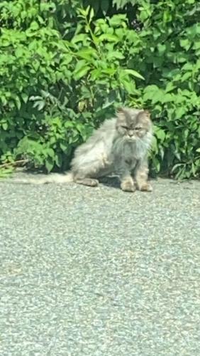 Lost Male Cat last seen cheshire lane and Edwards street ringwood NJ , Ringwood, NJ 07456