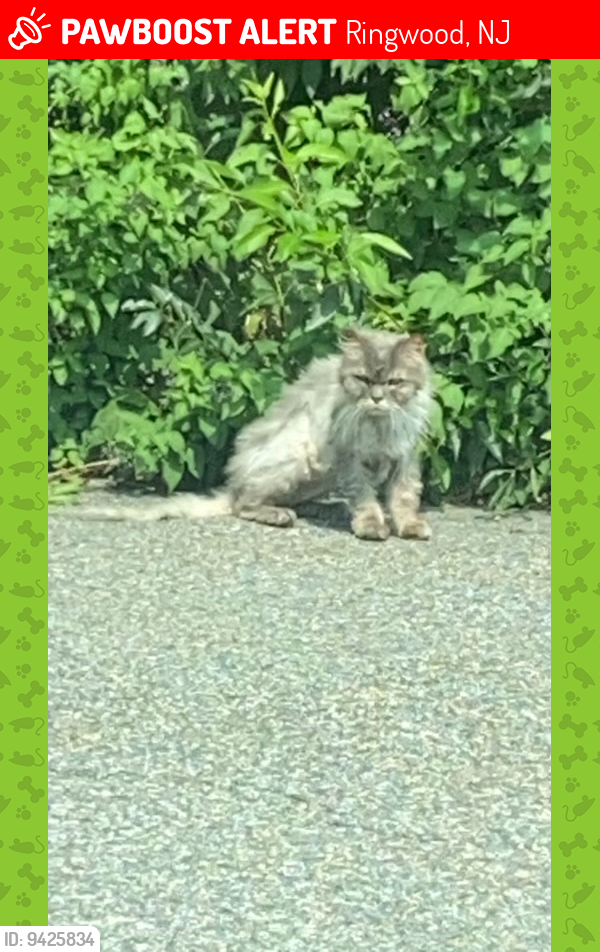 Lost Male Cat last seen cheshire lane and Edwards street ringwood NJ , Ringwood, NJ 07456