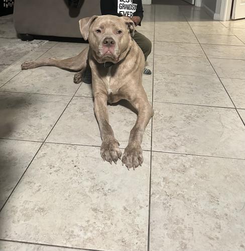 Lost Male Dog last seen Gearheart, Tallahassee, FL 32303