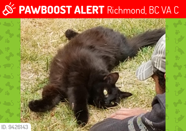 Lost Female Cat last seen Steveston hwy at no. 5 rd, Richmond, BC V7A 4C9