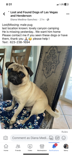 Lost Pets in Nevada - Find Missing Pets