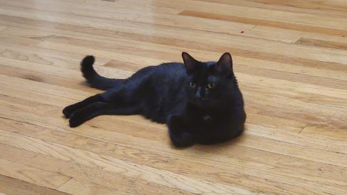 Lost Male Cat last seen Linder and bloomingdale, Chicago, IL 60639
