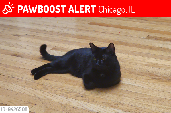 Lost Male Cat last seen Linder ave, Chicago, IL 60638