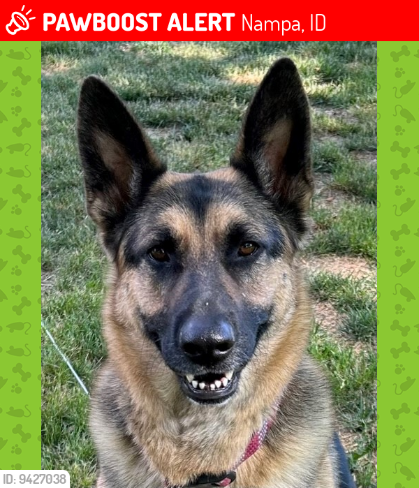 Lost Female Dog last seen Parkridge and Kings Rd, Nampa, ID 83687