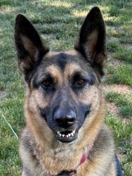 Lost Female Dog last seen Parkridge and Kings Rd, Nampa, ID 83687
