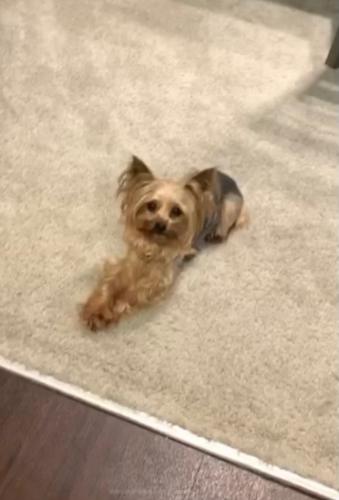 Lost Female Dog last seen Sabrina Terrace and Muncaster Mill Rd, Rockville, MD 20855