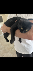 Lost Female Cat last seen Pinedale , Murrieta, CA 92562