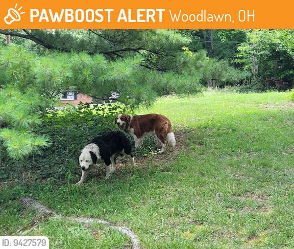 Woodlawn, OH Stray Dog Found Near Woodlawn area | PawBoost