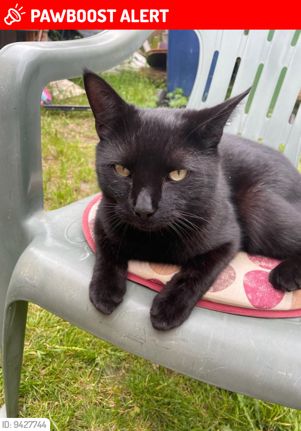 Lost Male Cat last seen CB4 3XD, Cambridgeshire, England CB4 3XD