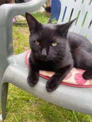 Lost Male Cat last seen CB4 3XD, Cambridgeshire, England CB4 3XD