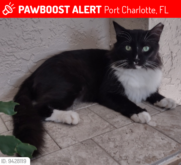 Lost Male Cat last seen Maracaibo Park, Port Charlotte, FL 33980