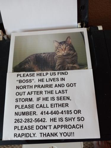 Lost Male Cat last seen Harrison St and Hwy 59., North Prairie, WI 53153
