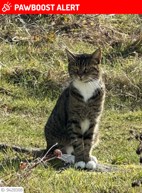 Lost Female Cat last seen 28th Ave NW and 292nd St NW, Snohomish County, WA 98292