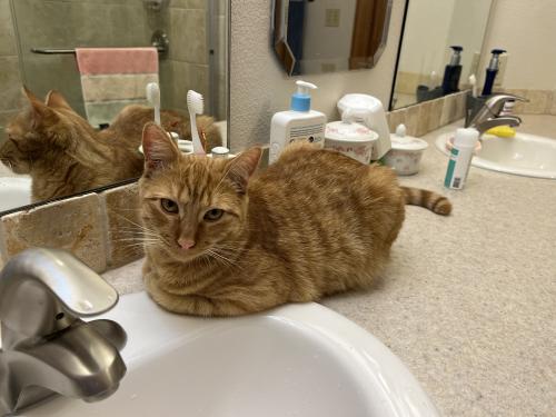 Lost Male Cat last seen G 3/8 Rd/Wilson Court, Grand Junction, CO 81505