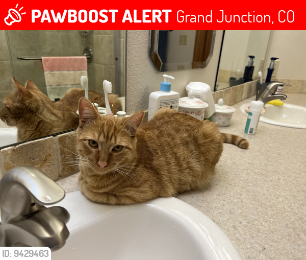 Lost Male Cat last seen G 3/8 Rd/Wilson Court, Grand Junction, CO 81505