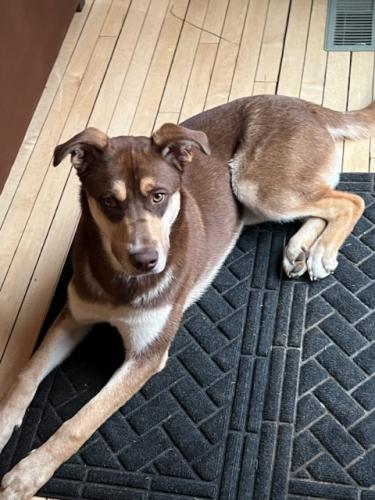 Lost Male Dog last seen Luckey’s bait shop , Iron River, MI 49935