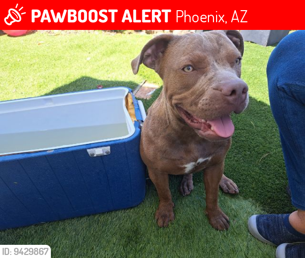 Lost Female Dog last seen Team clean and Haul 3rd st & Buckeye, Phoenix, AZ 85004