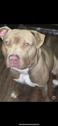 Lost Male Dog last seen renner and murphy rd, Murphy, TX 75094