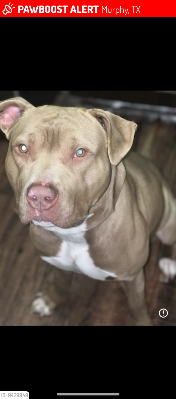 Lost Male Dog last seen renner and murphy rd, Murphy, TX 75094