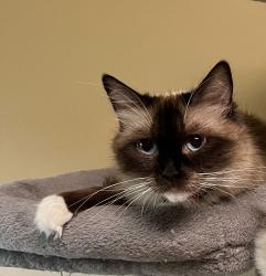 Lost Female Cat last seen Lexington, Lake, Forest Dr., Lexington, MN 55014