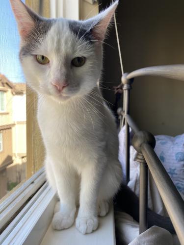 Lost Male Cat last seen Medford Ave and Concord Ave, Hayward, CA 94541
