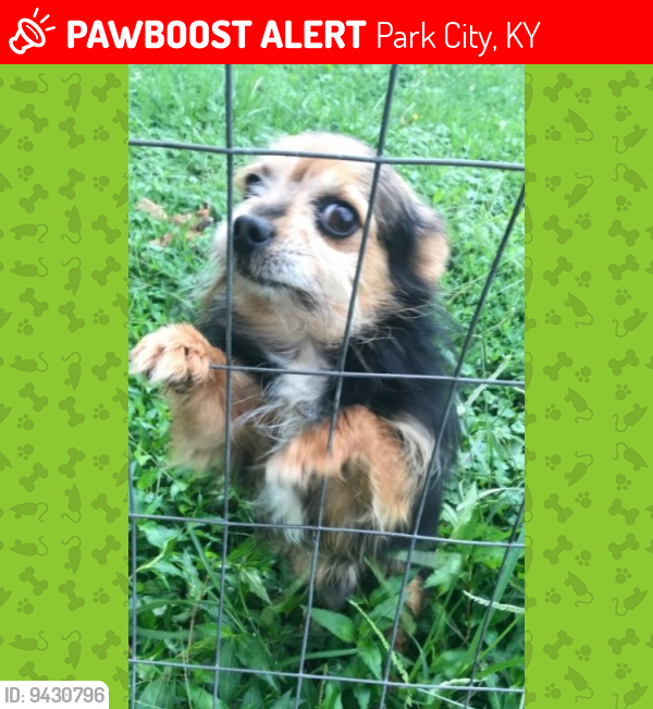 Lost Male Dog last seen Water Tower, Park City, KY 42160